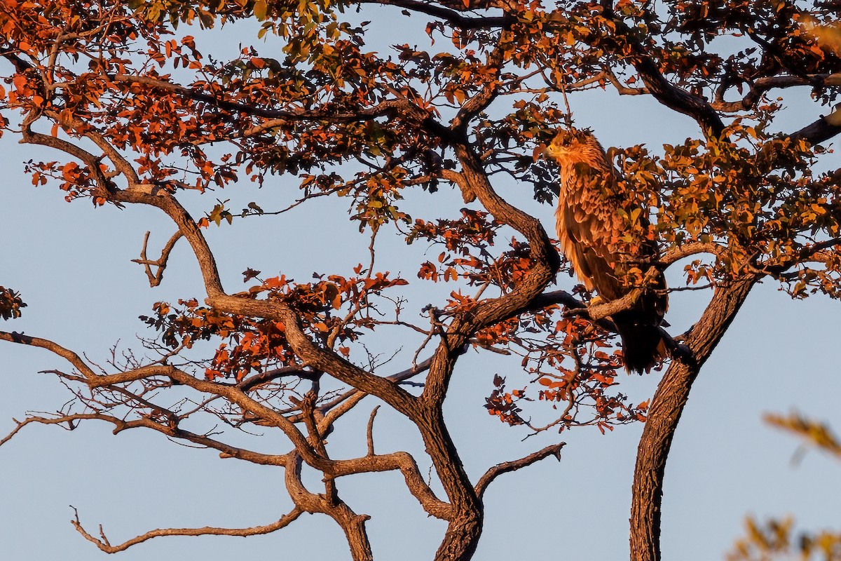 Tawny Eagle - ML637147319