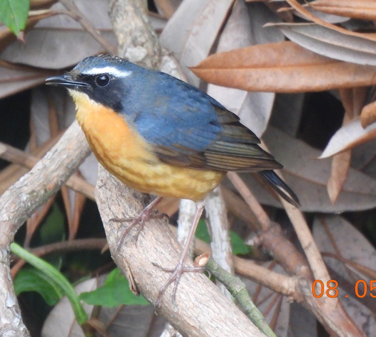 Indian Blue Robin - ML637147322