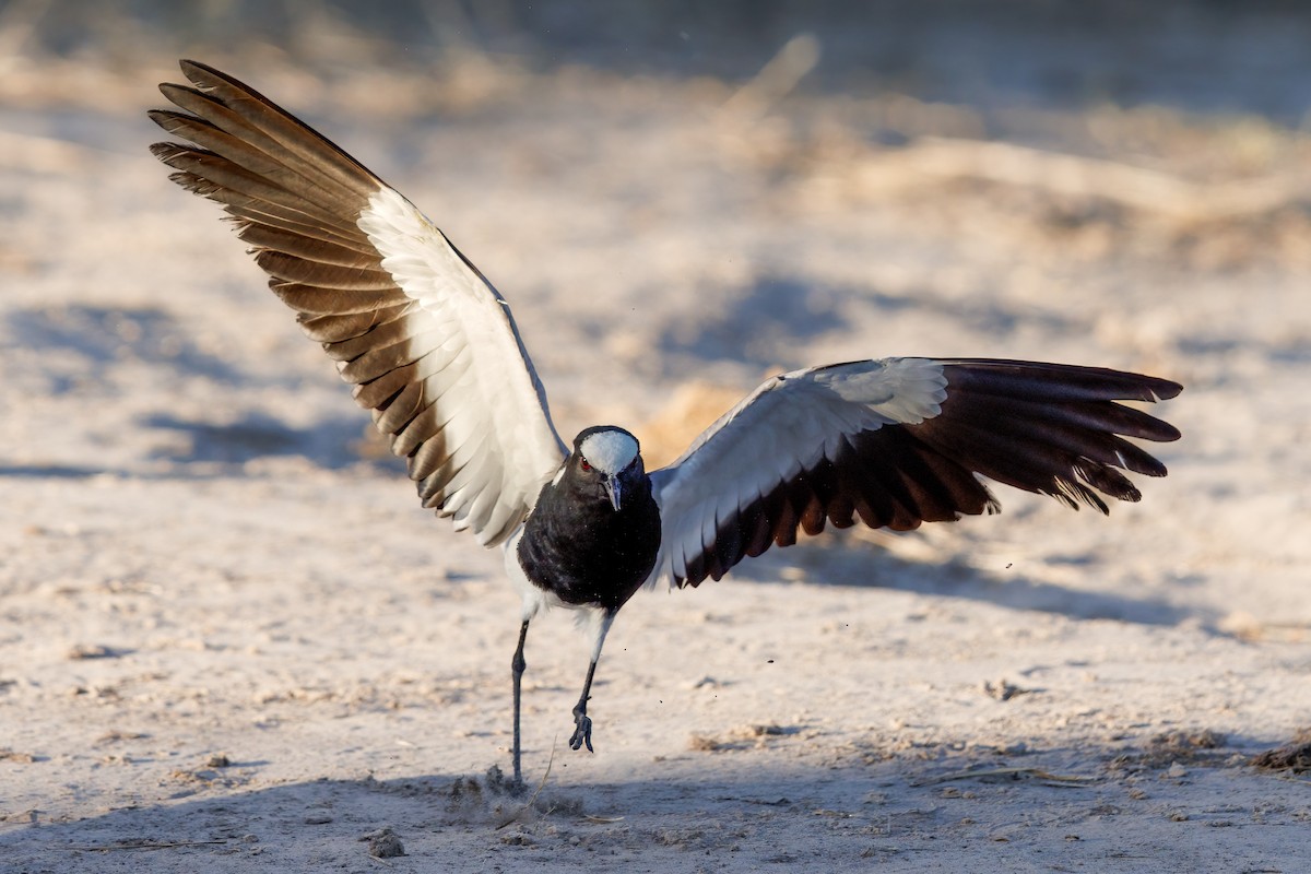 Blacksmith Lapwing - ML637147334