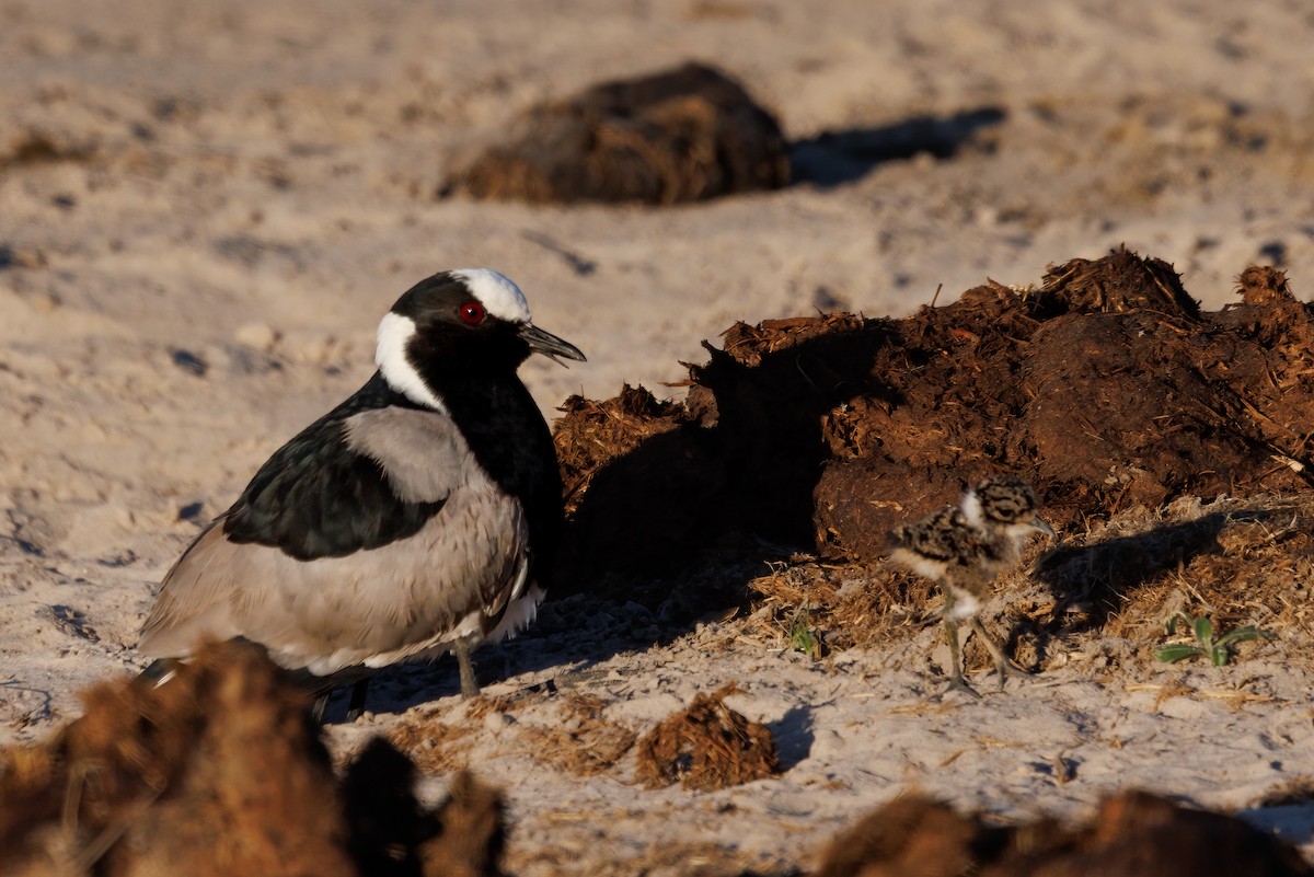 Blacksmith Lapwing - ML637147335