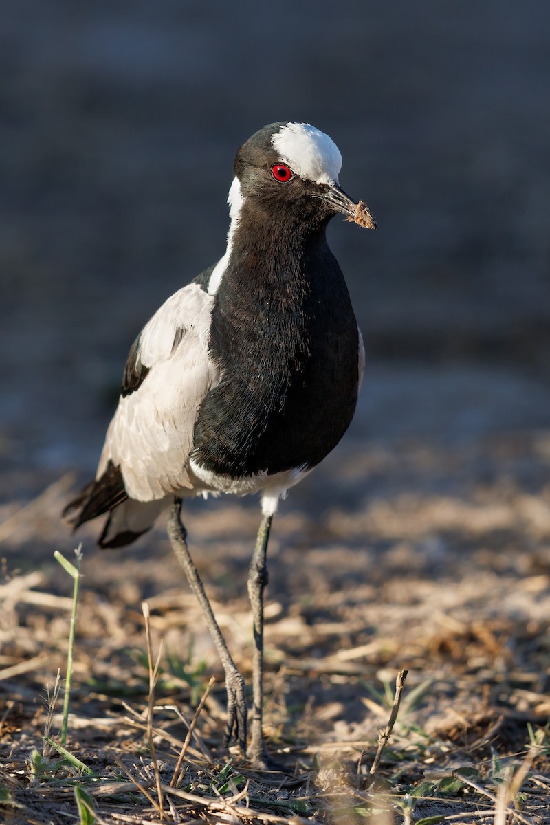 Blacksmith Lapwing - ML637147336