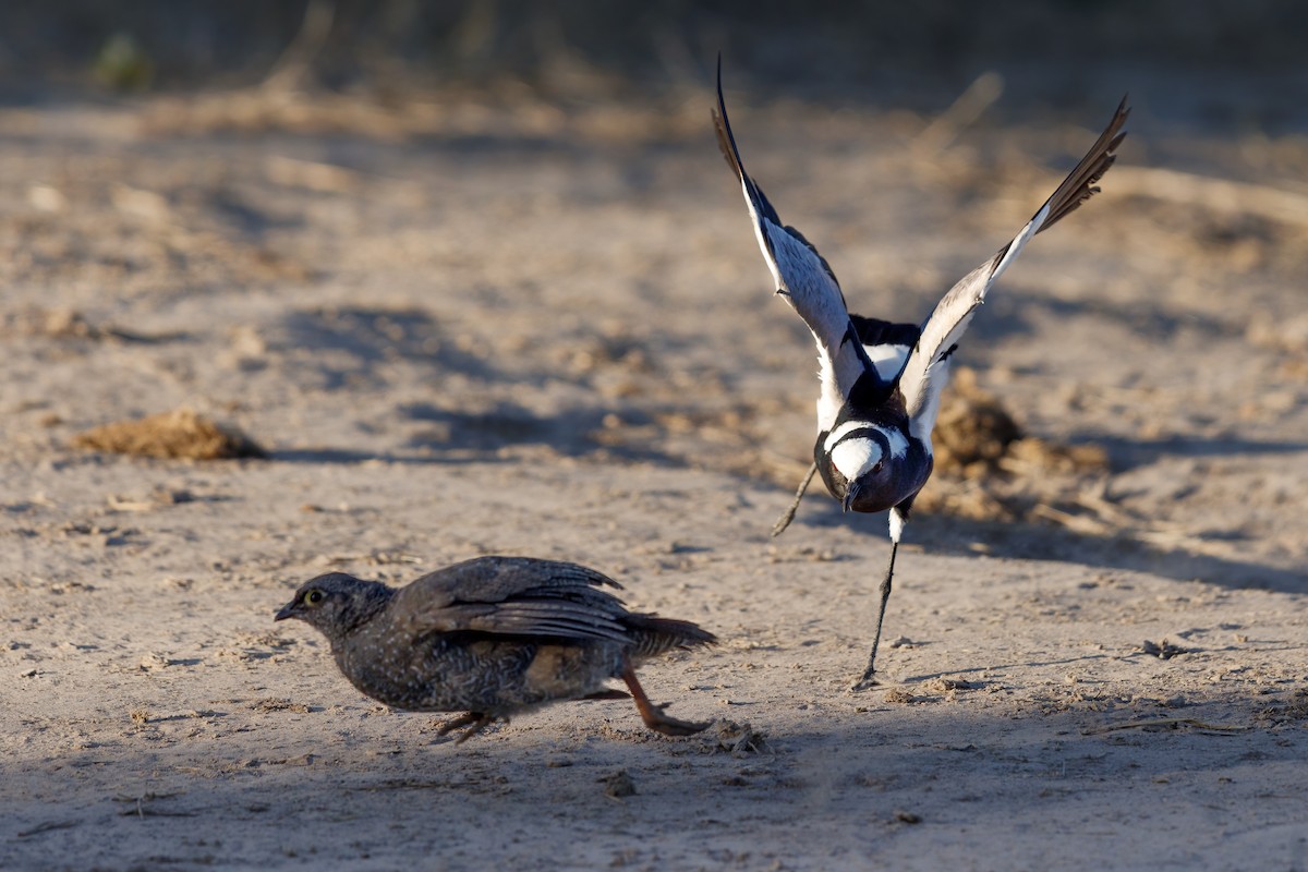 Blacksmith Lapwing - ML637147337