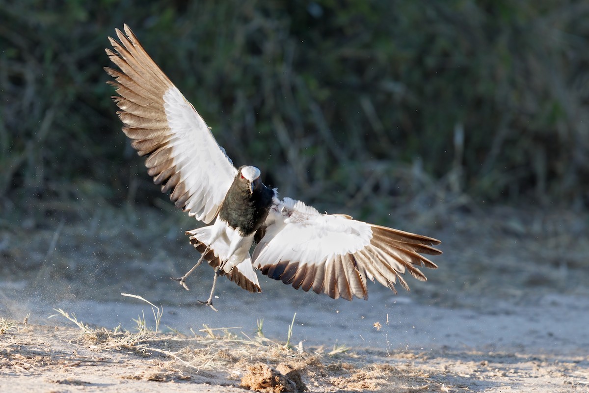 Blacksmith Lapwing - ML637147339