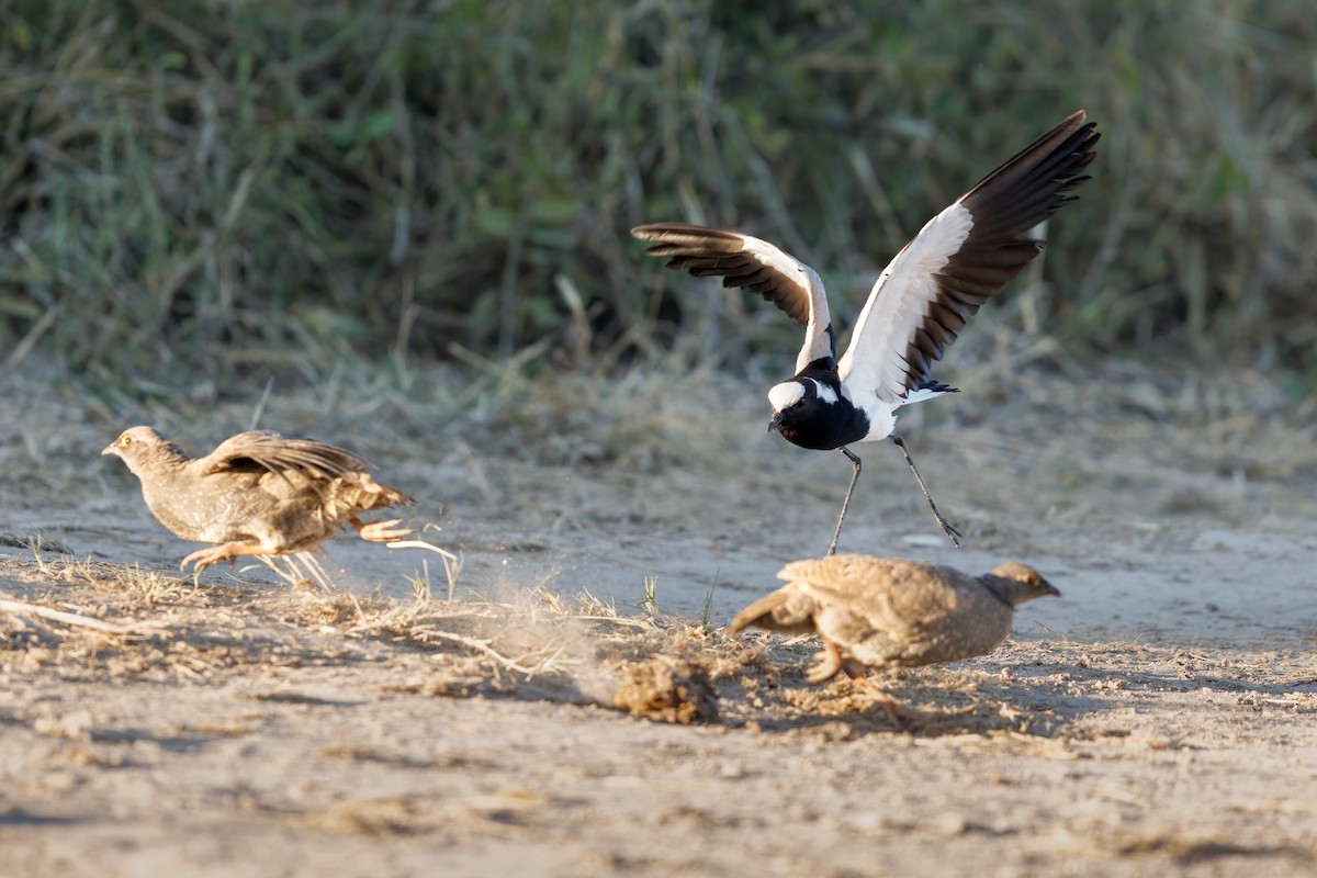 Blacksmith Lapwing - ML637147340