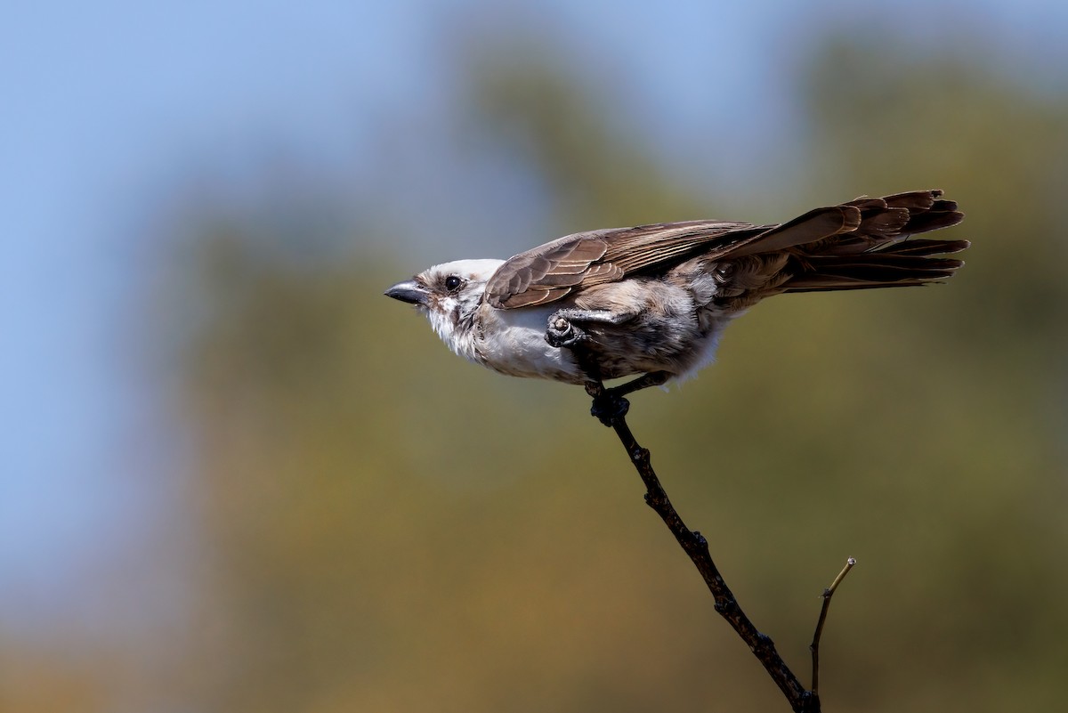 White-crowned Shrike - ML637147354