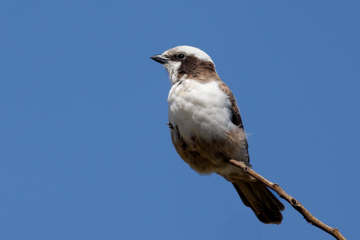 White-crowned Shrike - ML637147355