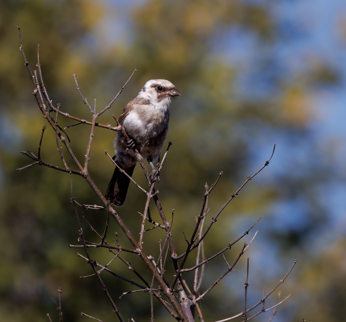 White-crowned Shrike - ML637147356