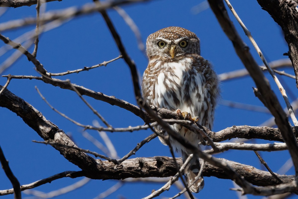 Pearl-spotted Owlet - ML637147362