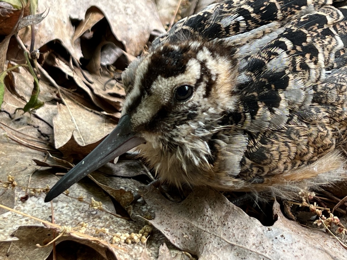 American Woodcock - ML637147364