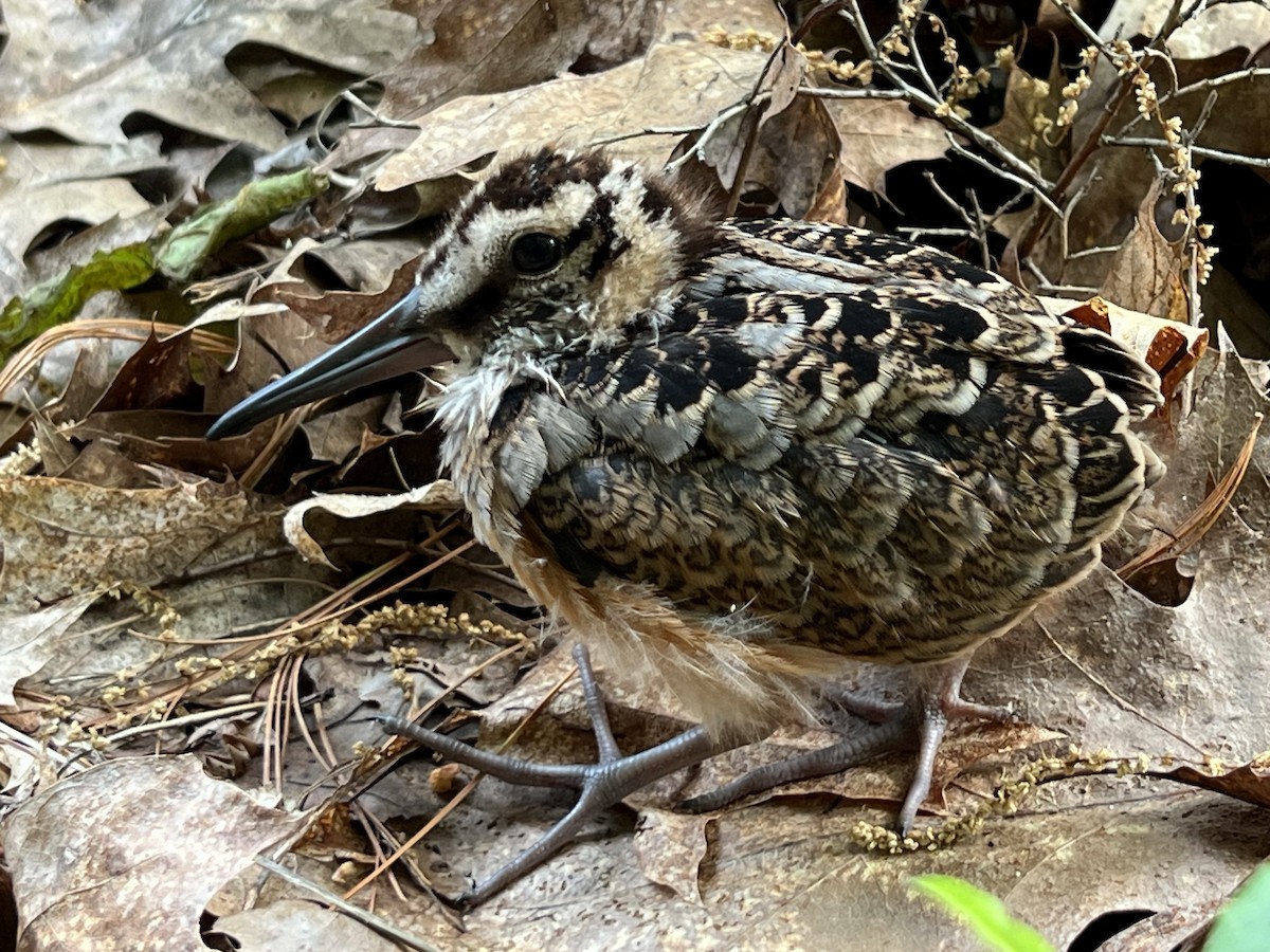 American Woodcock - ML637147365