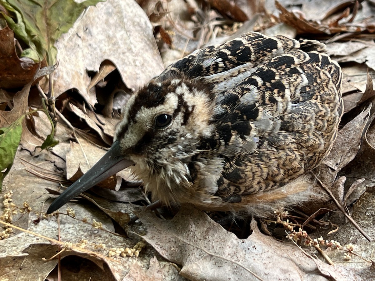 American Woodcock - ML637147366