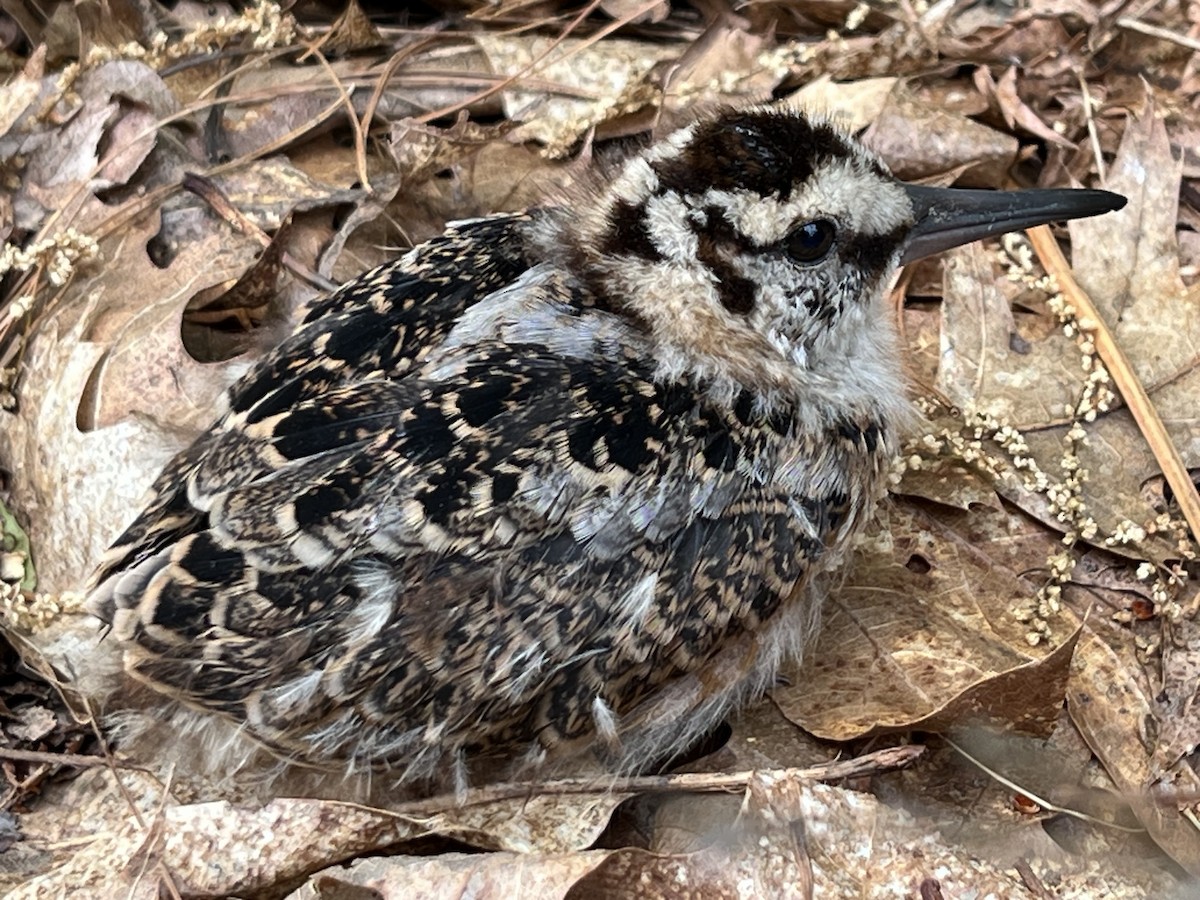 American Woodcock - ML637147367