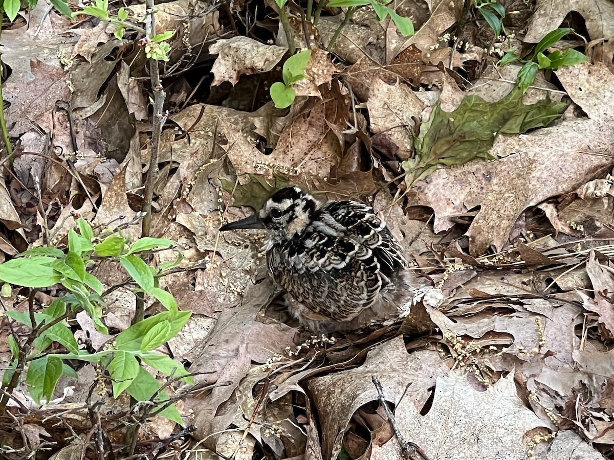 American Woodcock - ML637147368
