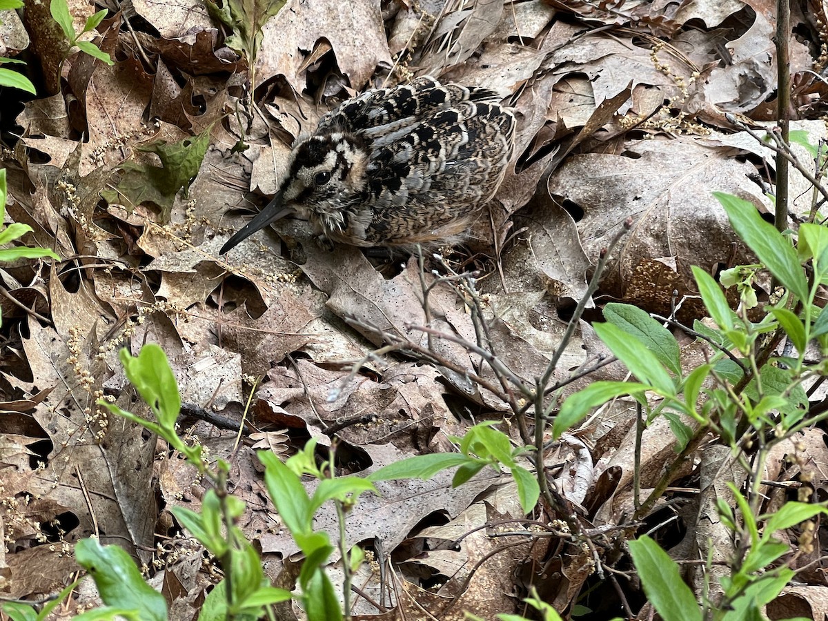 American Woodcock - ML637147369