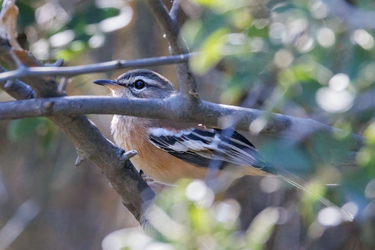 White-browed Scrub-Robin - ML637147380