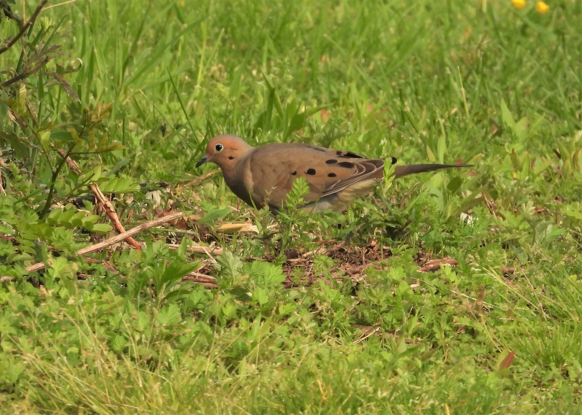 Mourning Dove - ML637147392