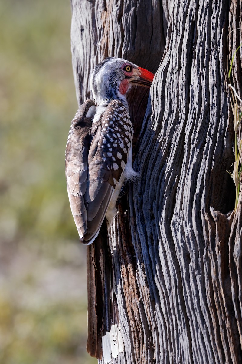 Southern Red-billed Hornbill - ML637147407