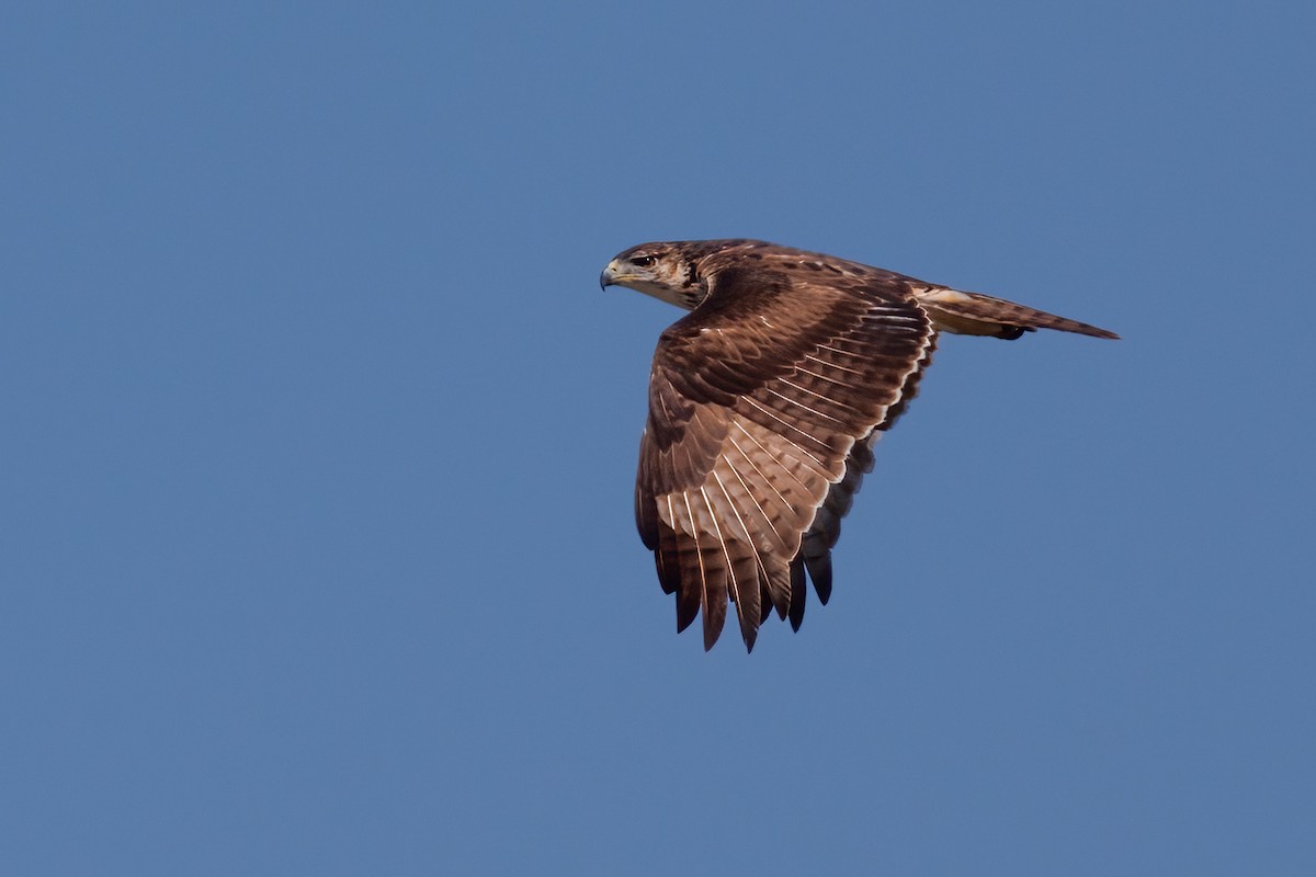 African Hawk-Eagle - ML637147420