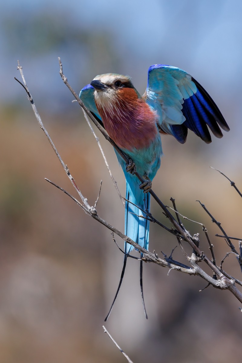 Lilac-breasted Roller - ML637147451