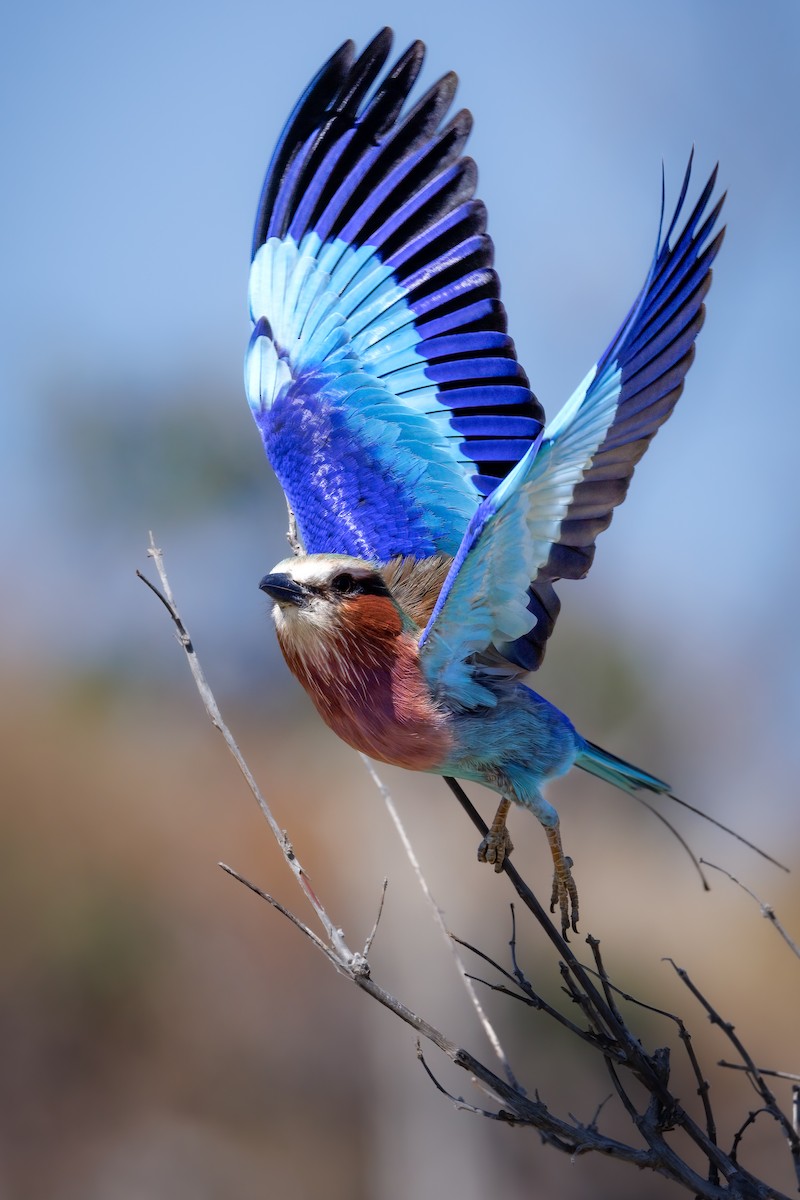 Lilac-breasted Roller - ML637147452