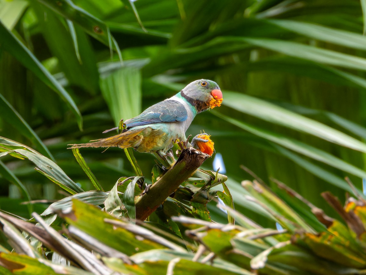 Malabar Parakeet - ML637147459