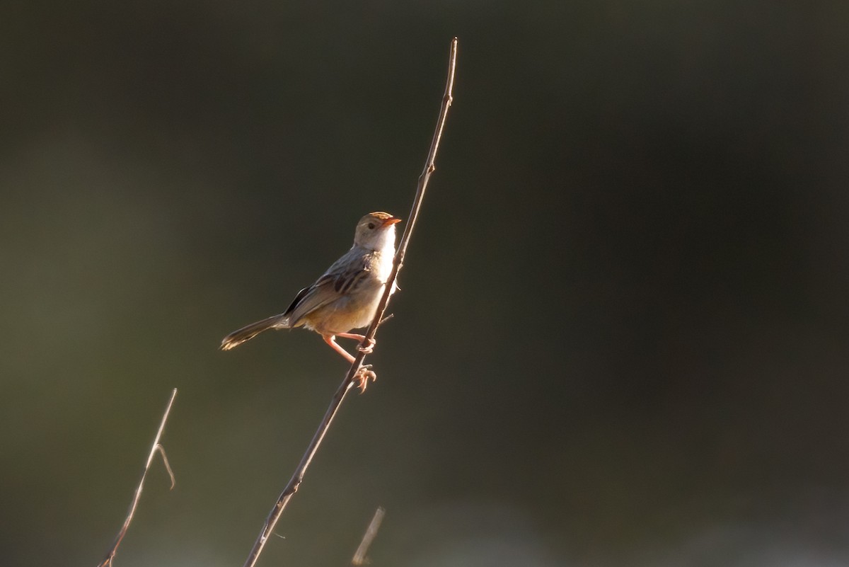 Rattling Cisticola - ML637147470