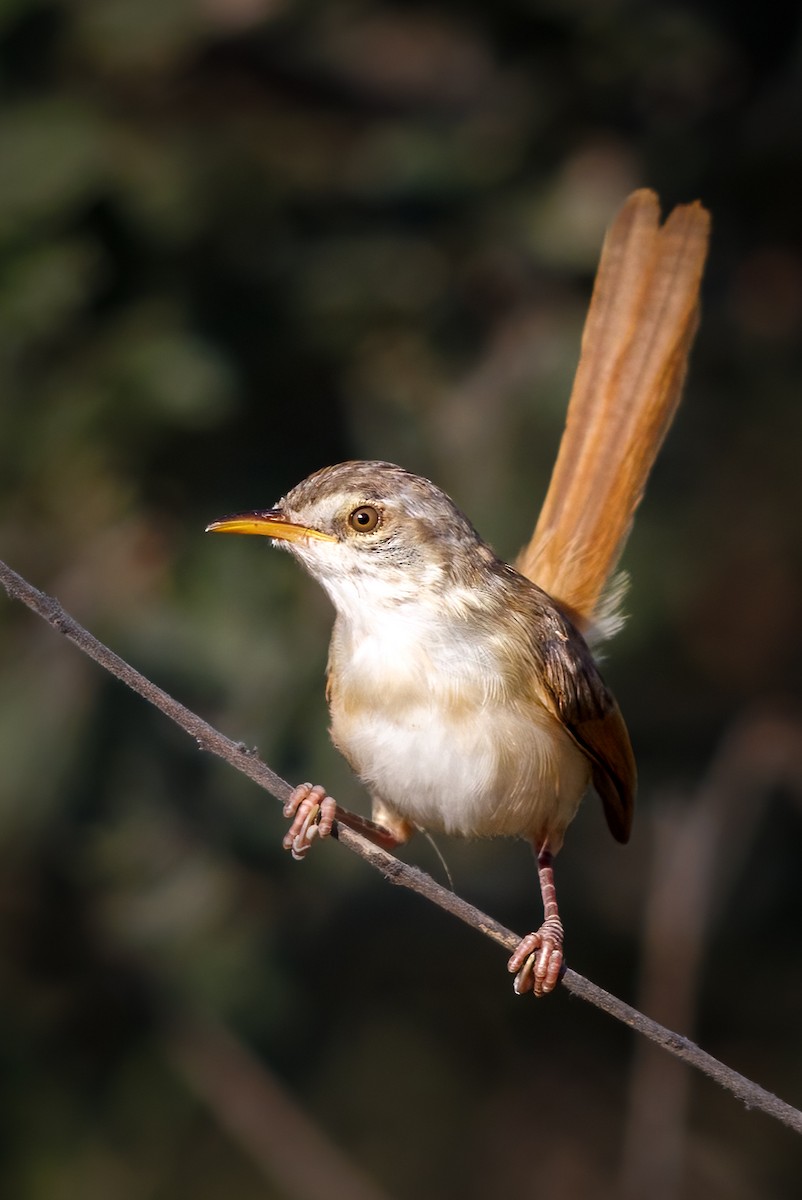 Tawny-flanked Prinia - ML637147477