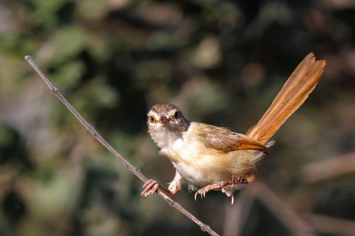 Tawny-flanked Prinia - ML637147478