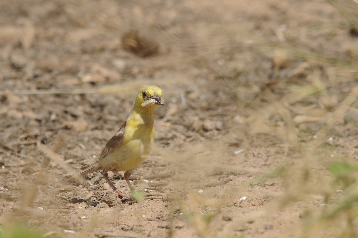 Sudan Golden Sparrow - ML637147482