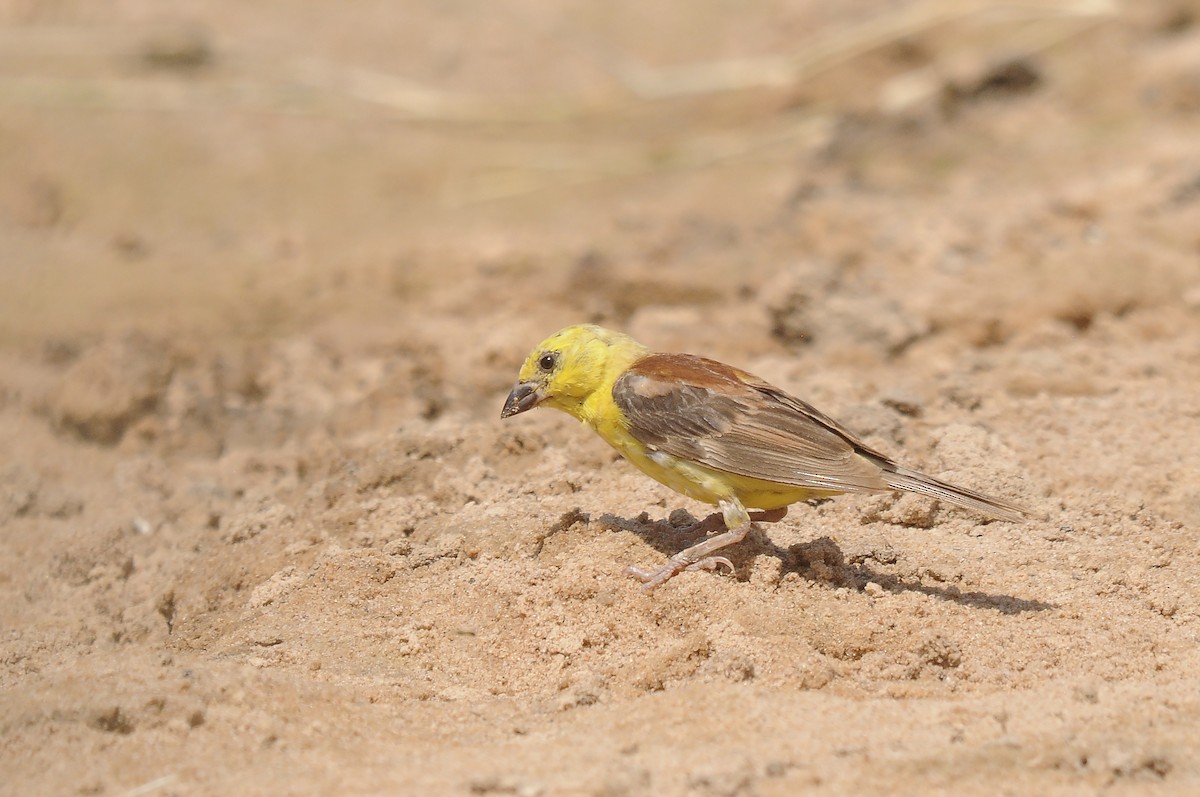 Sudan Golden Sparrow - ML637147484