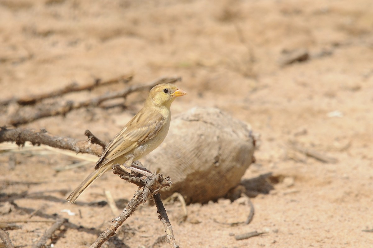 Sudan Golden Sparrow - ML637147485