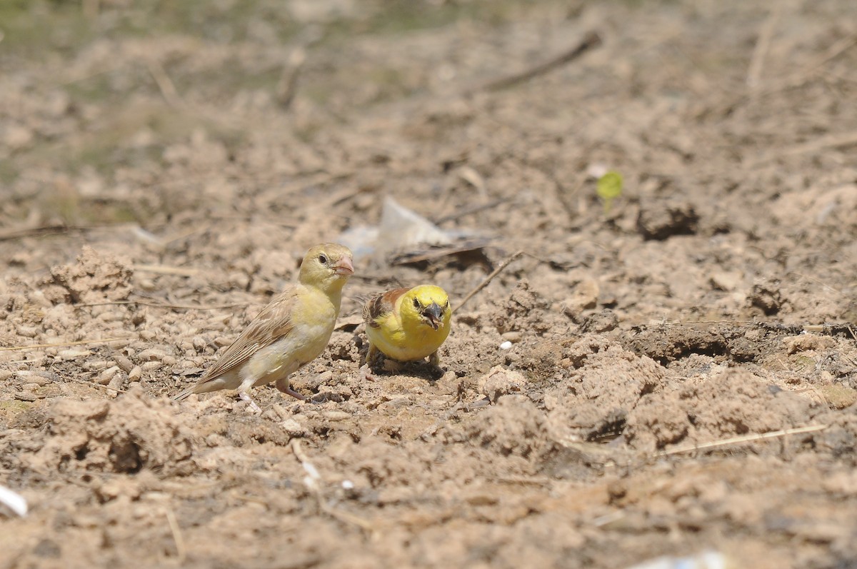 Sudan Golden Sparrow - ML637147486