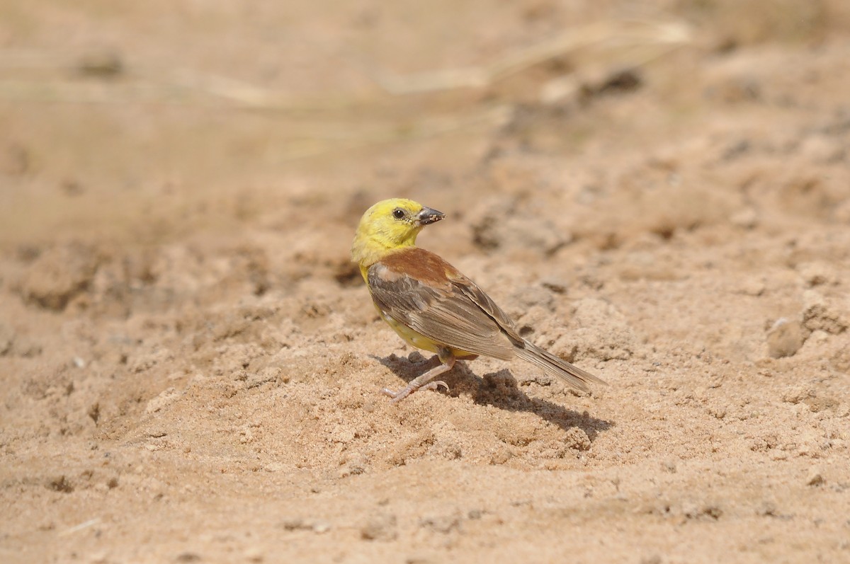 Sudan Golden Sparrow - ML637147487