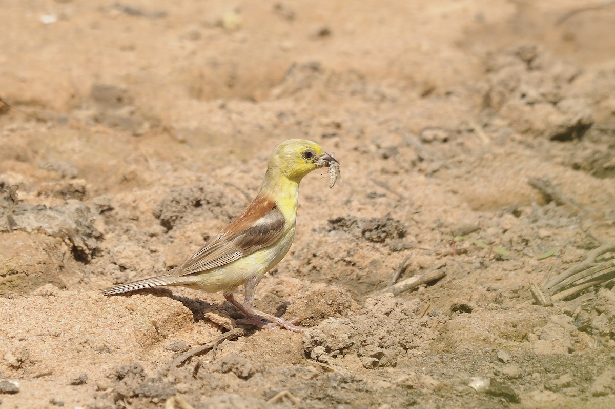 Sudan Golden Sparrow - ML637147490
