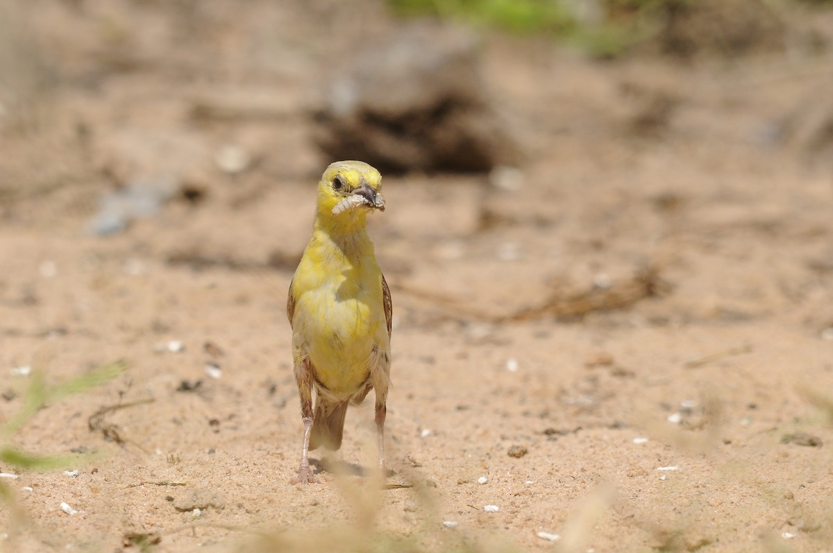 Sudan Golden Sparrow - ML637147493