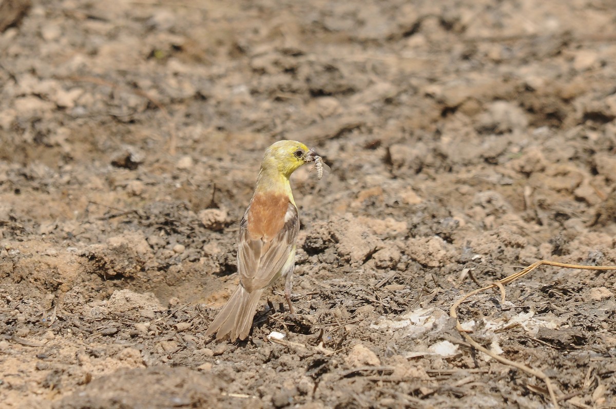 Sudan Golden Sparrow - ML637147494