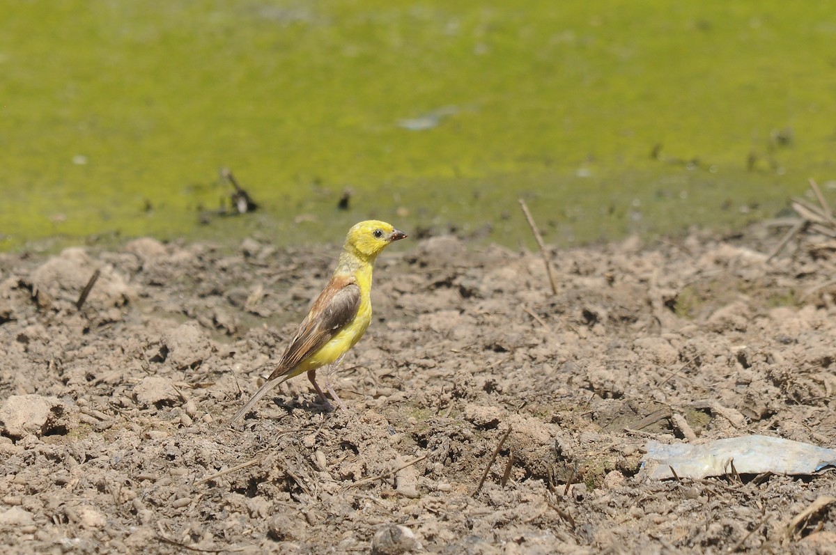 Sudan Golden Sparrow - ML637147497