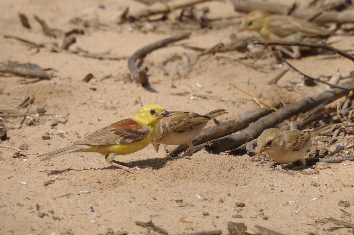 Sudan Golden Sparrow - ML637147498