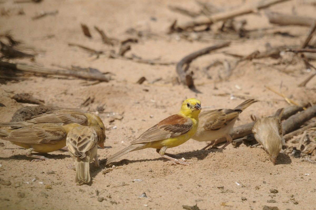 Sudan Golden Sparrow - ML637147499