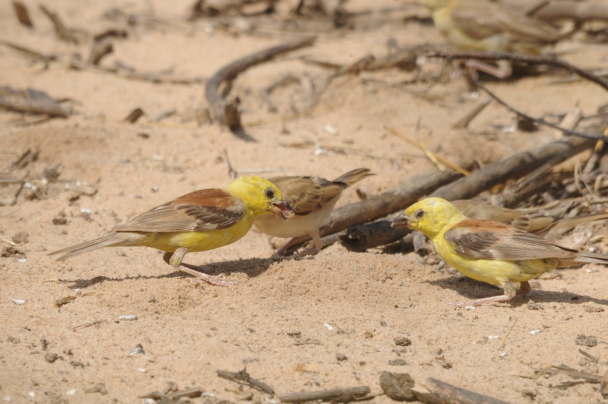 Sudan Golden Sparrow - ML637147500