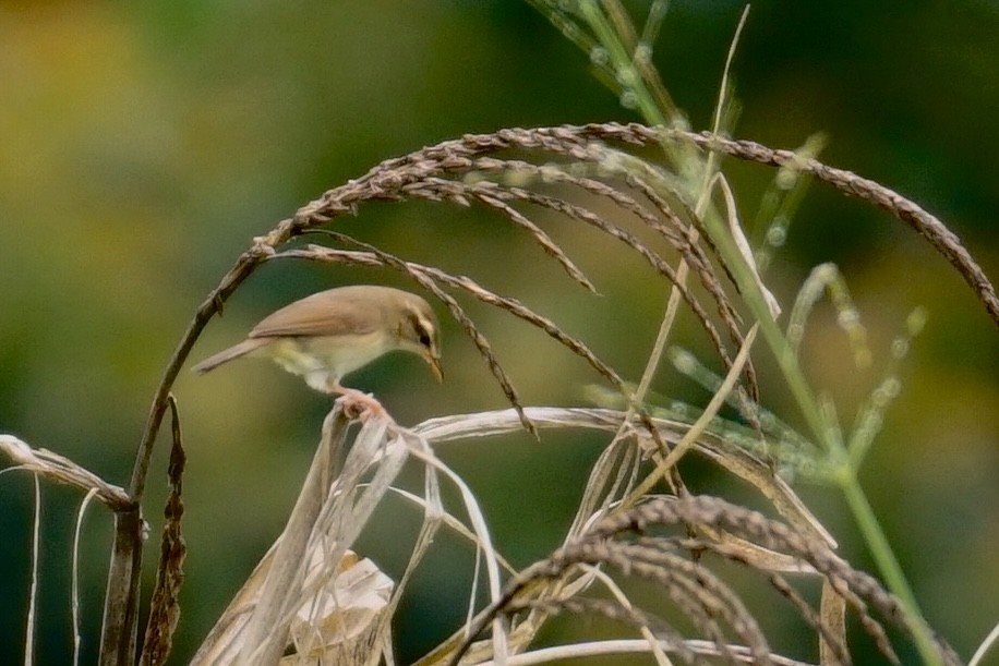 Pale-footed Bush Warbler - ML637147627