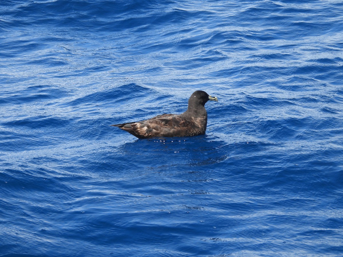 White-chinned Petrel - ML637147662