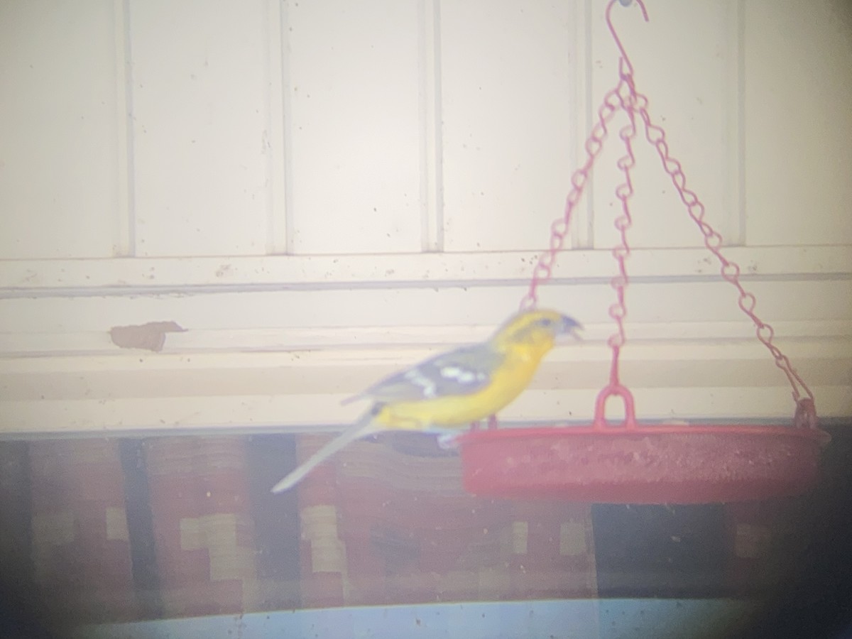 Yellow Grosbeak - ML637147793