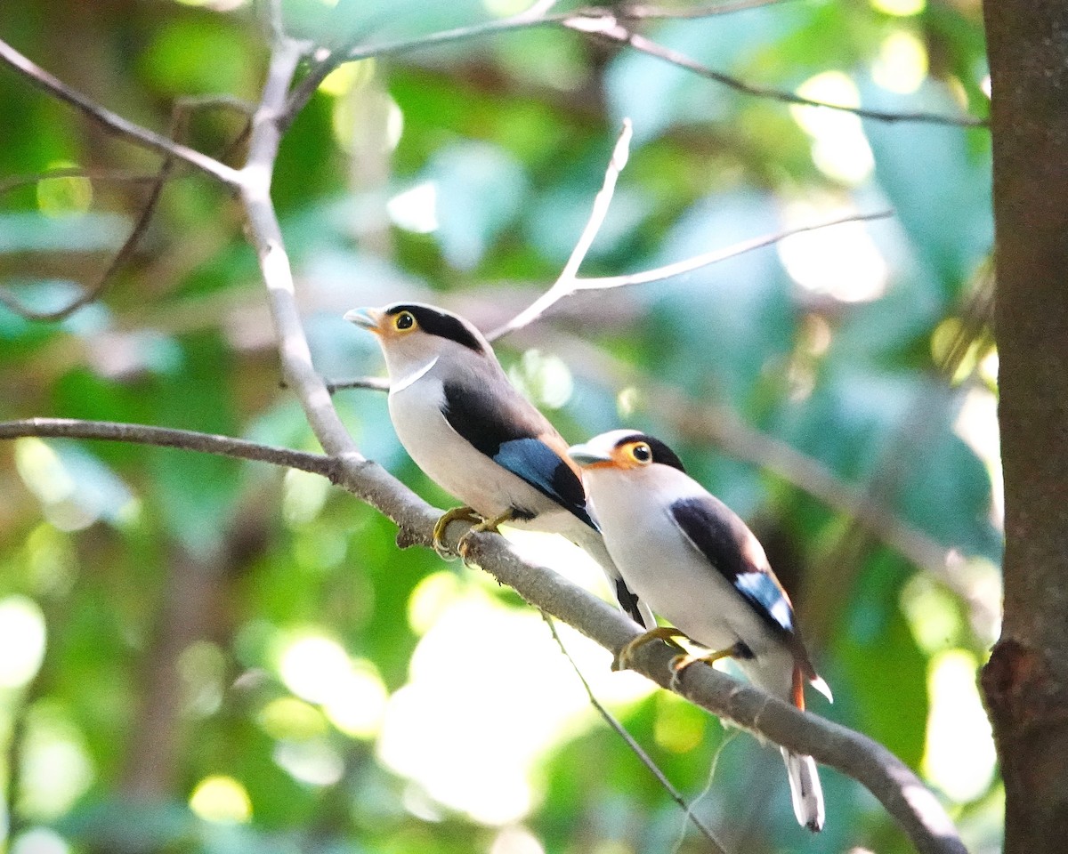 Silver-breasted Broadbill - ML637147798