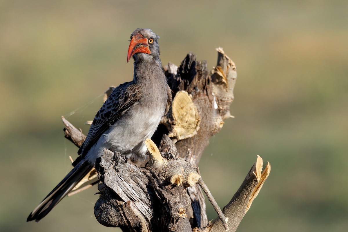 Bradfield's Hornbill - ML637147818