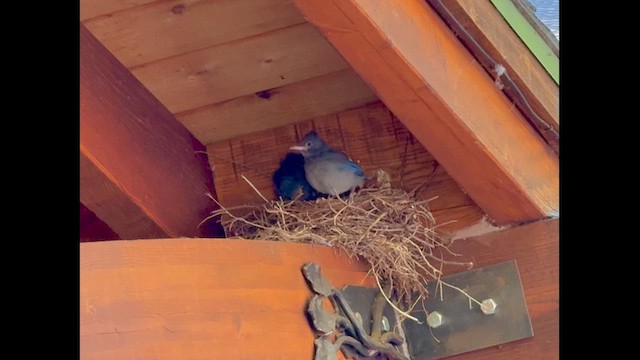 Steller's Jay - ML637147843