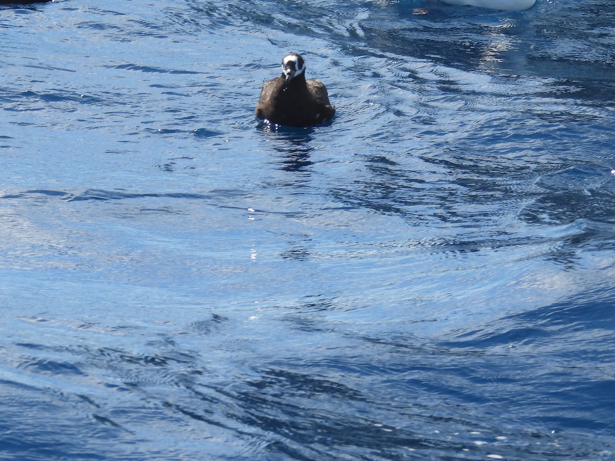 Spectacled Petrel - ML637148016
