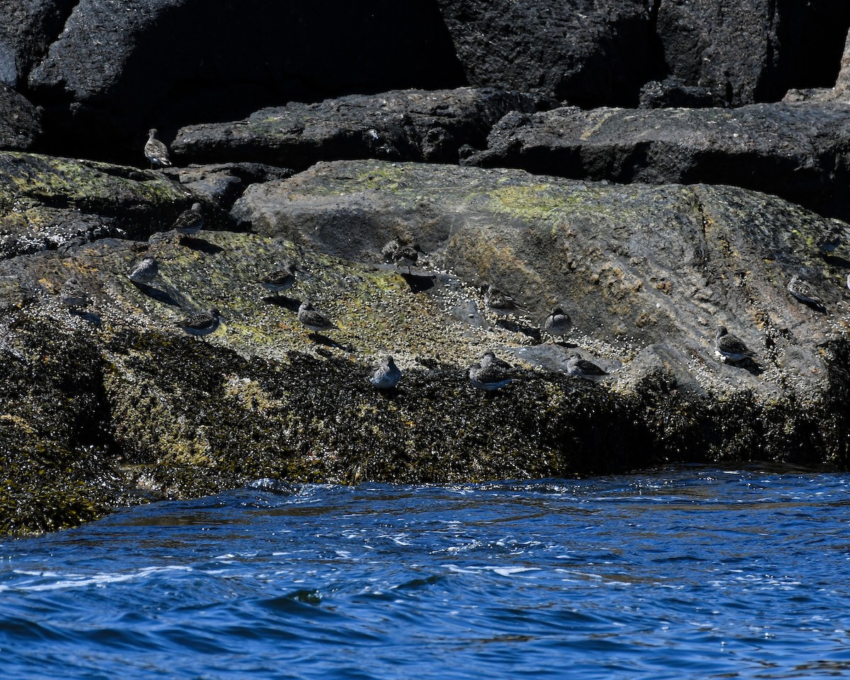 Purple Sandpiper - ML637148044