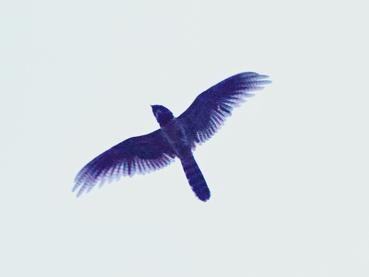 Malaysian Eared-Nightjar - ML637148190