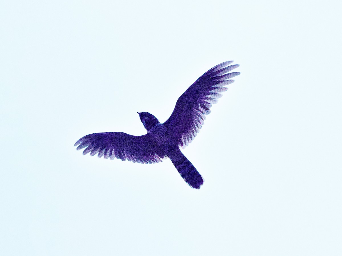 Malaysian Eared-Nightjar - ML637148191